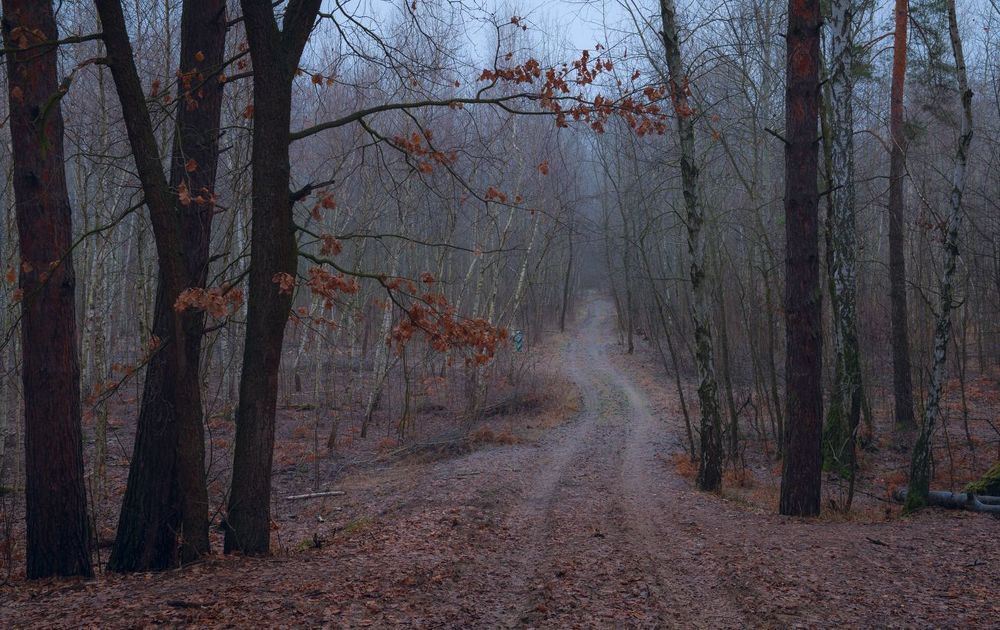 Скупы ноябрьские картины, померкли краски и померкли звуки