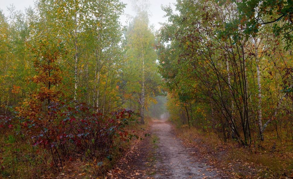 Тихой поступью бродит осень