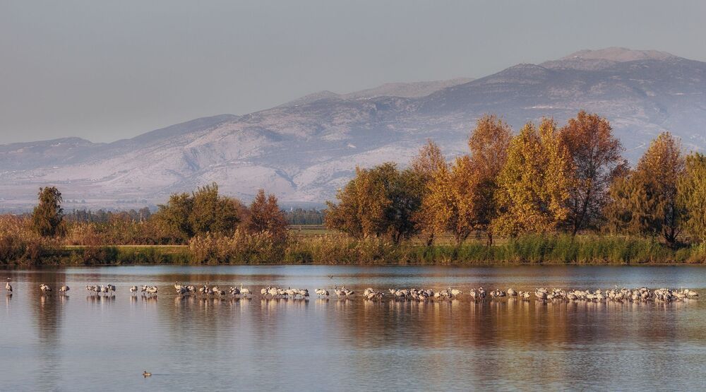 Немного об Агамон Ахуле