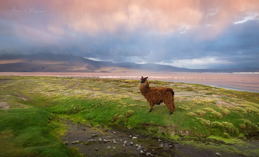 Laguna Colorado. Bolivia.