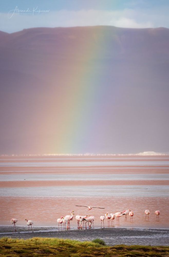 Laguna Colorado. Bolivia.