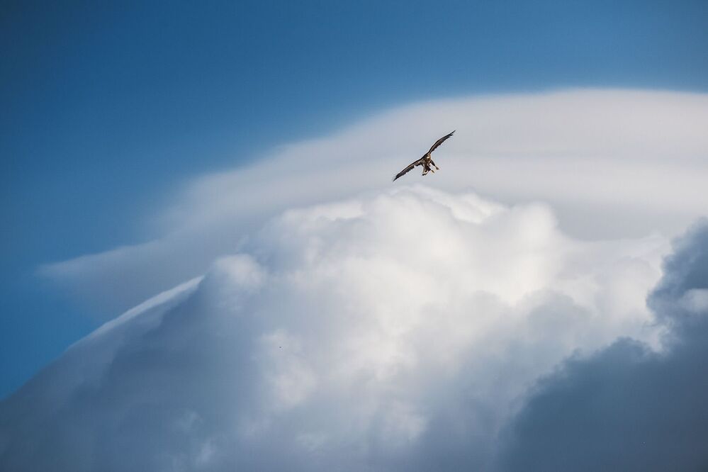 King of the expanse