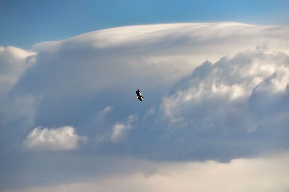 King of the expanse