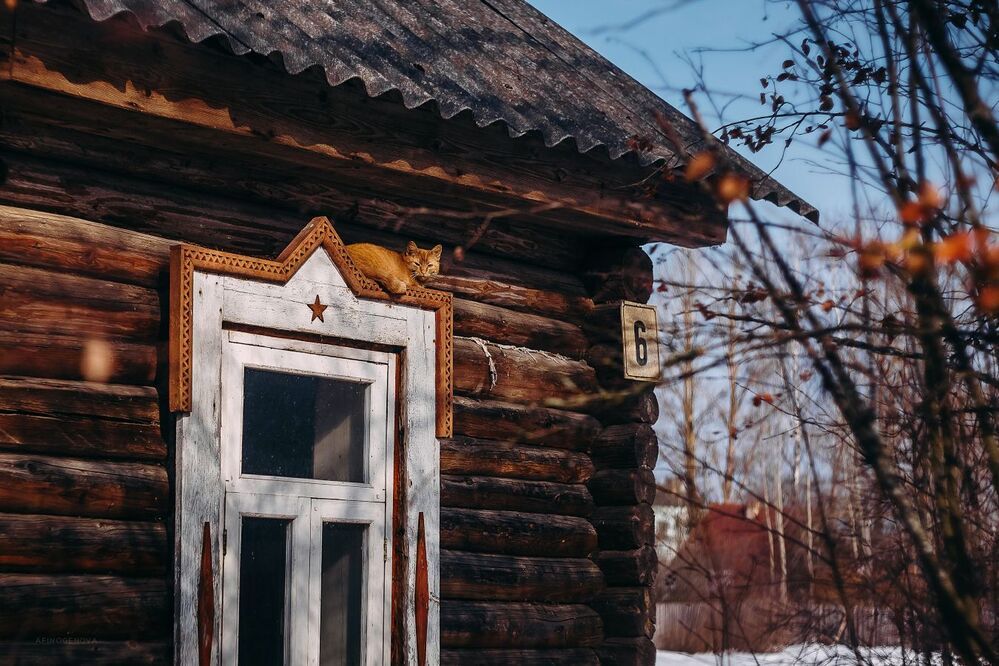 Назаборные коты
