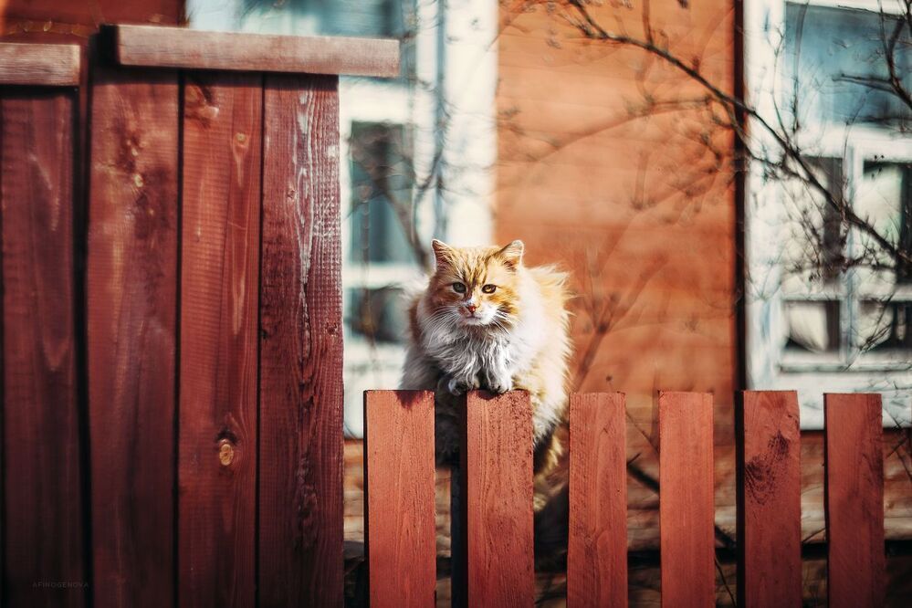 Назаборные коты