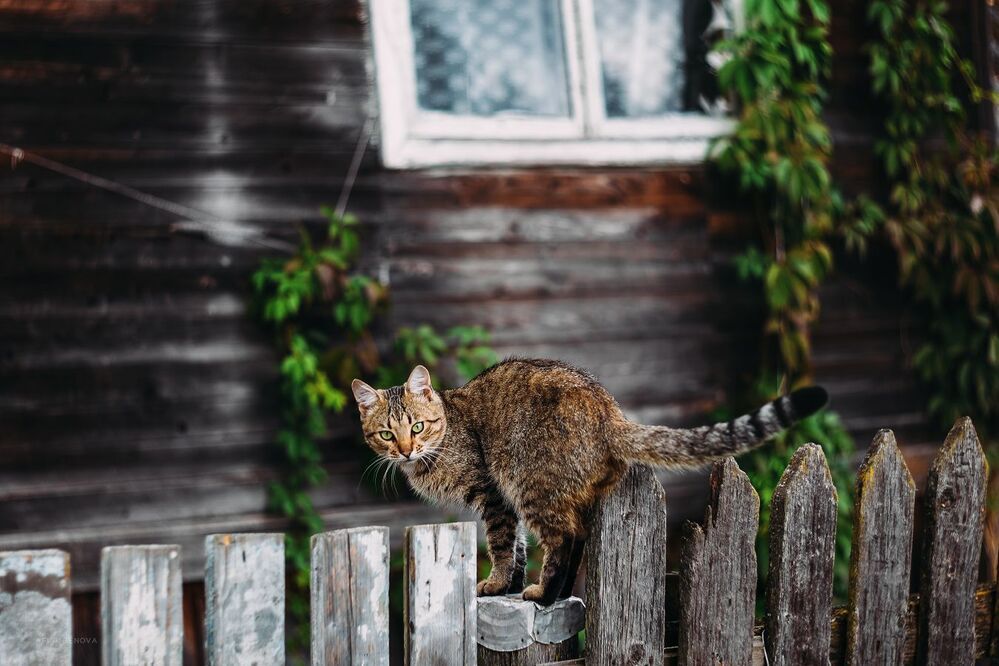 Назаборные коты