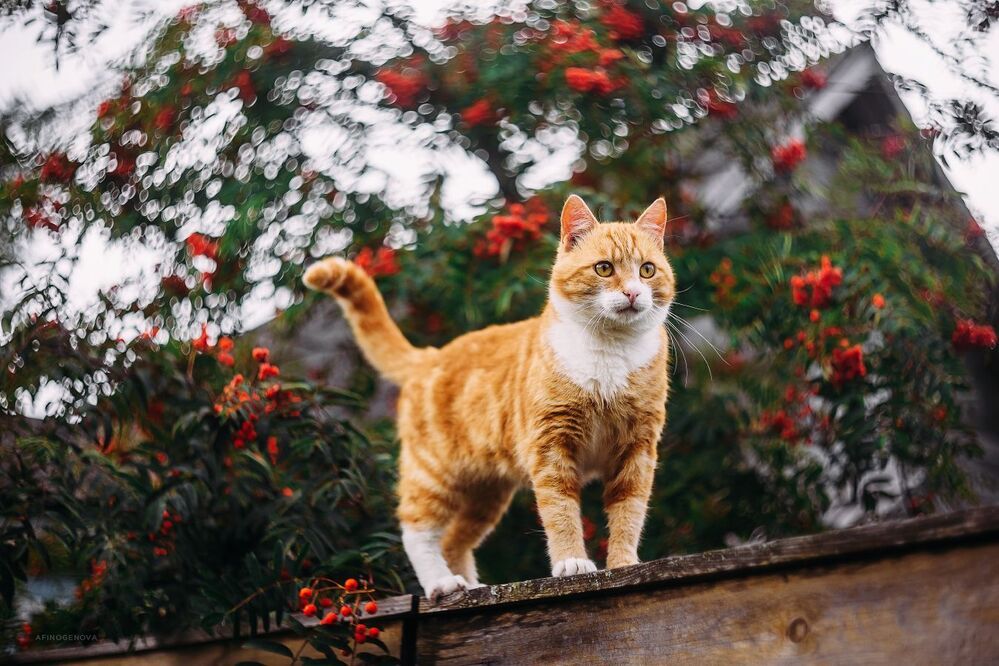 Назаборные коты