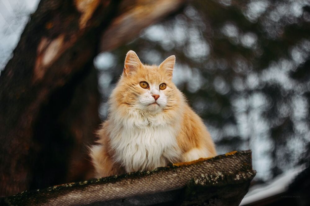 Назаборные коты