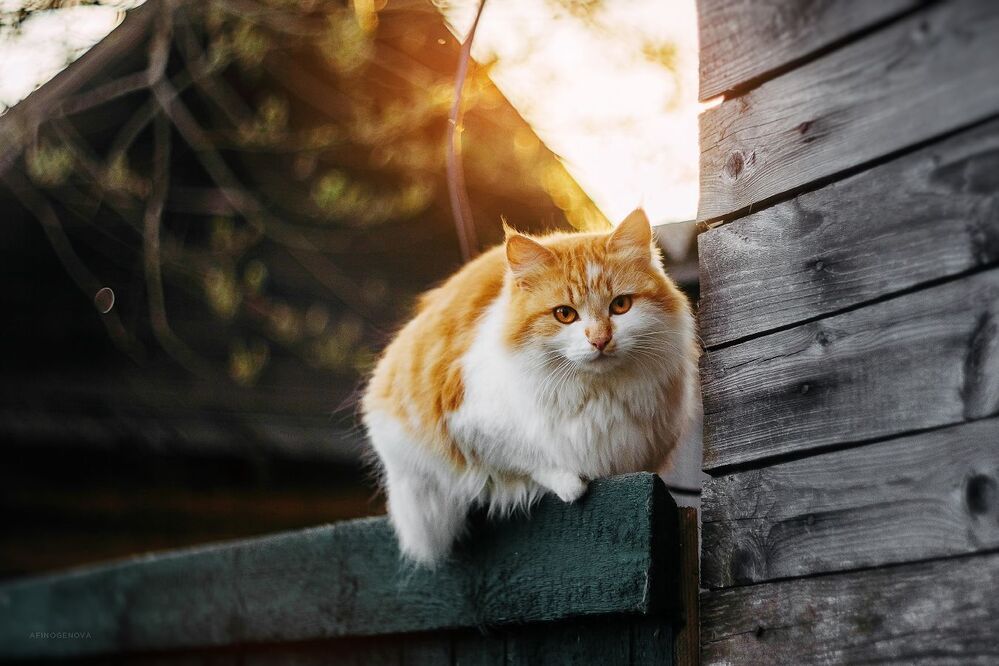 Назаборные коты