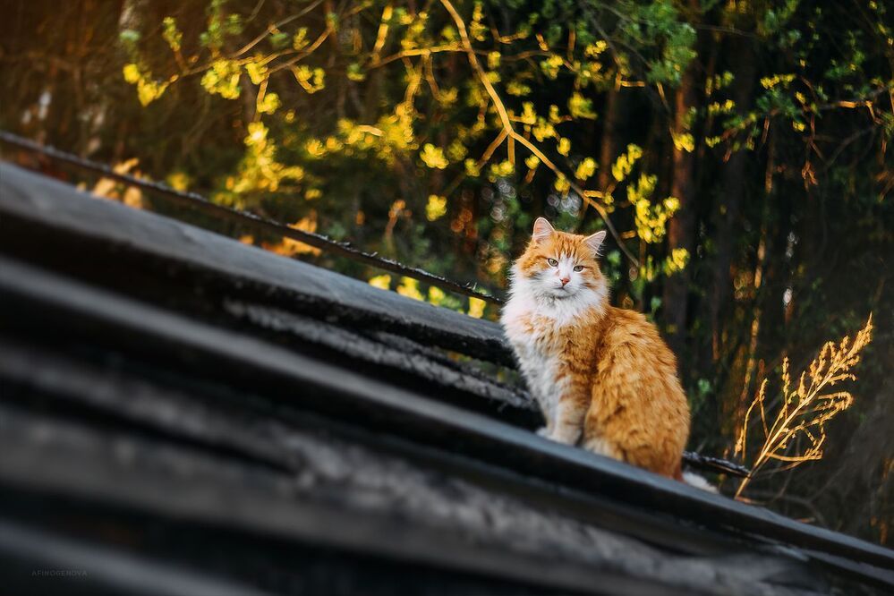 Назаборные коты