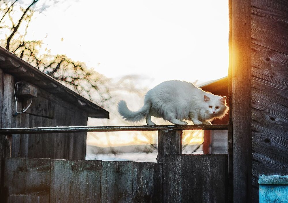 Назаборные коты