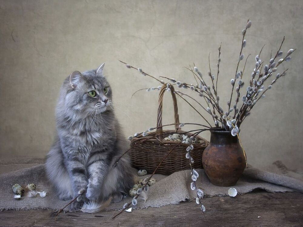 Какие же "котики" без котика?