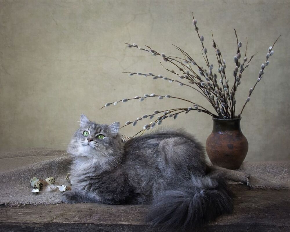 Какие же "котики" без котика?