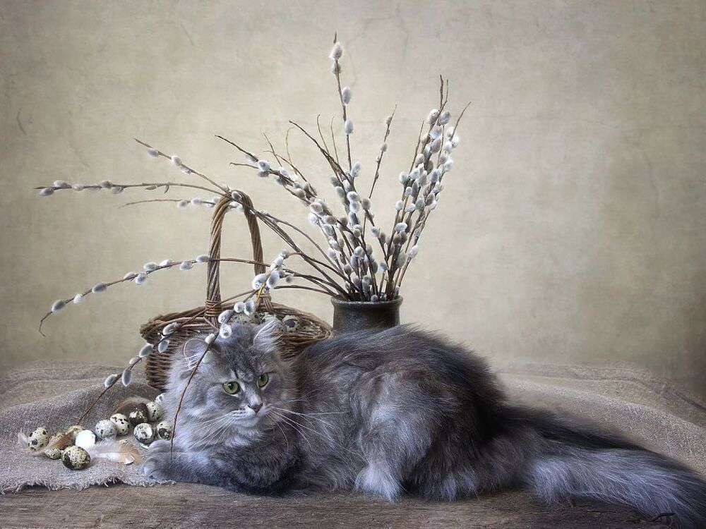 Какие же "котики" без котика?