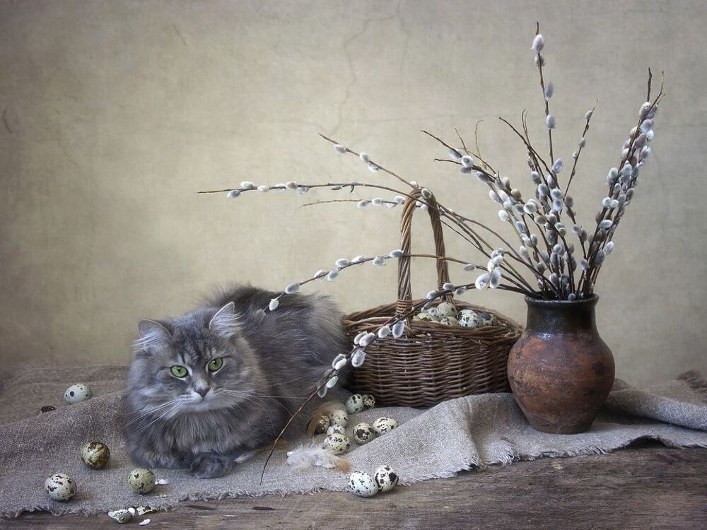 Какие же "котики" без котика?