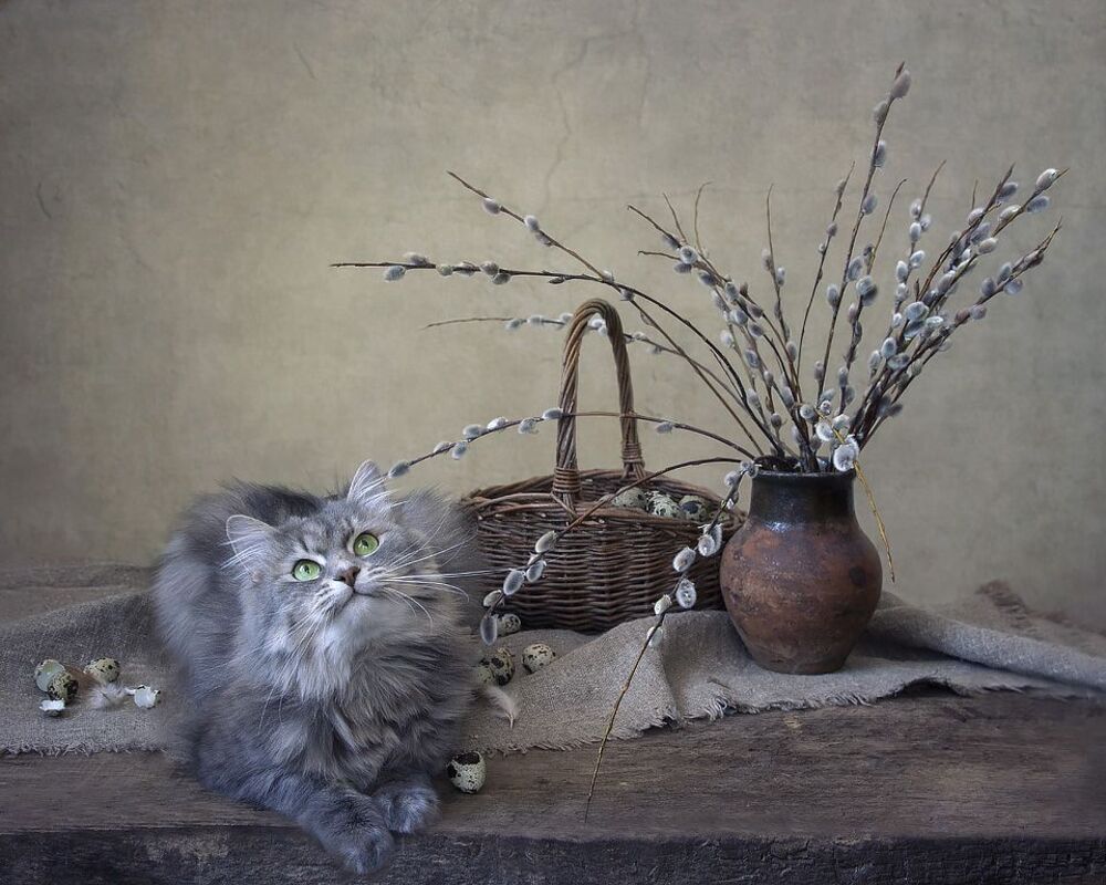 Какие же "котики" без котика?