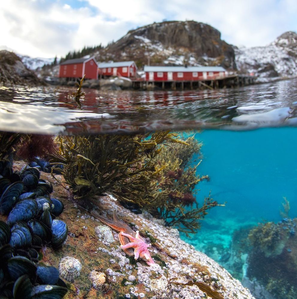 Two Worlds. Underwater Lofoten.