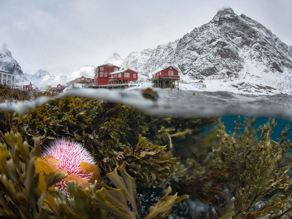 Two Worlds. Underwater Lofoten.
