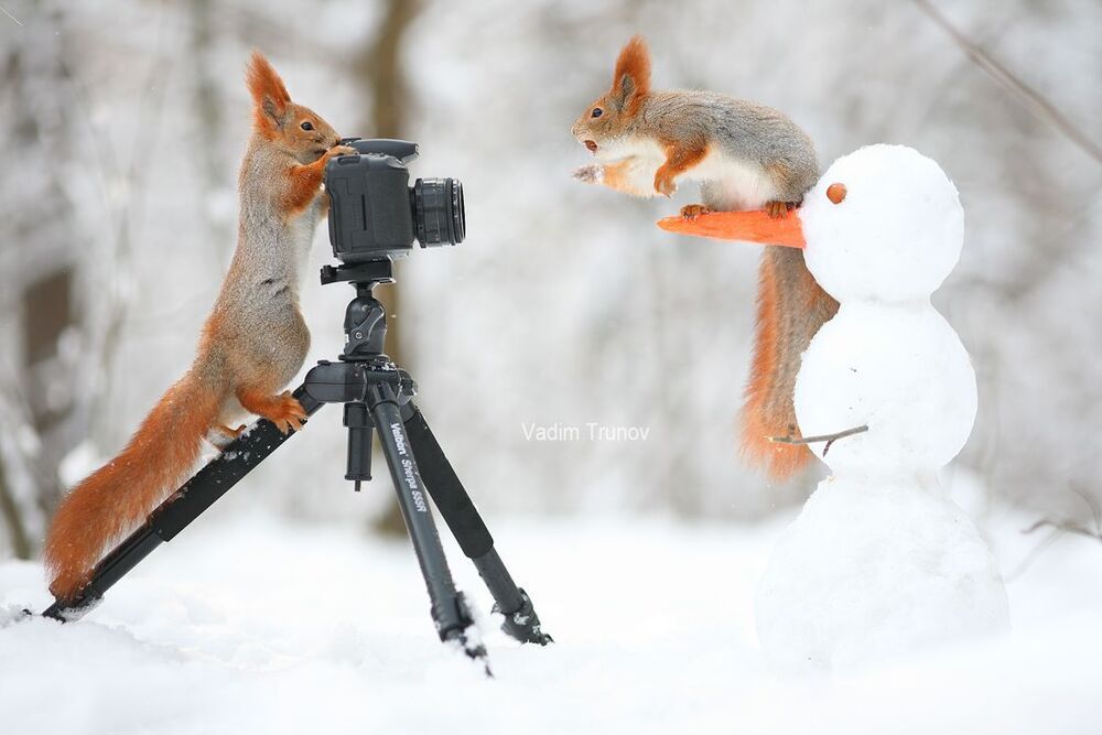 Фотосессия белок
