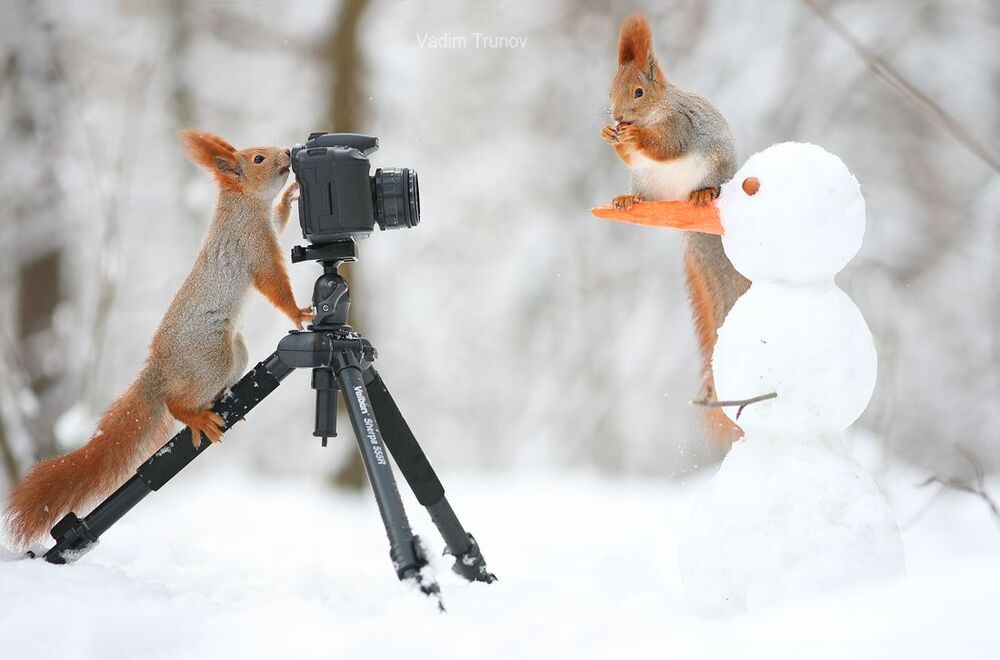 Фотосессия белок