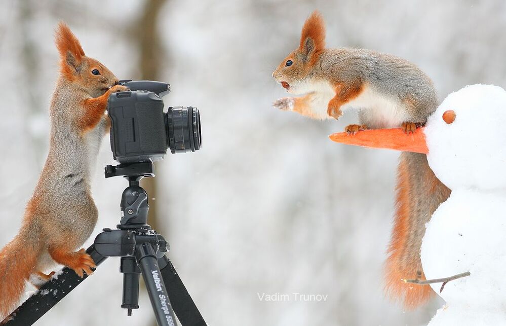 Фотосессия белок