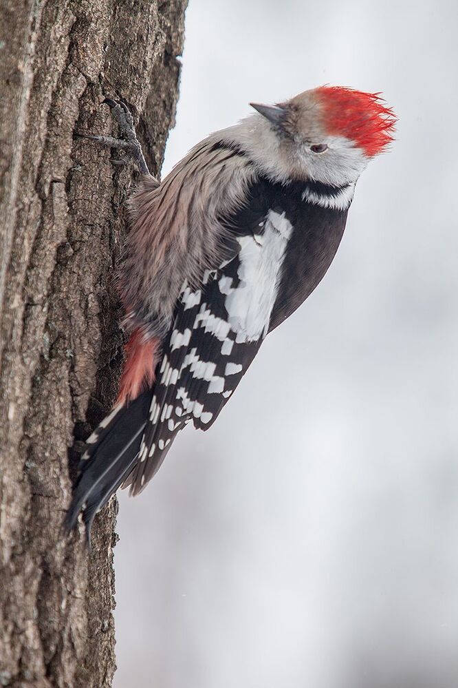 Средний пестрый дятел (Dendrocopos medius) в непогоду.