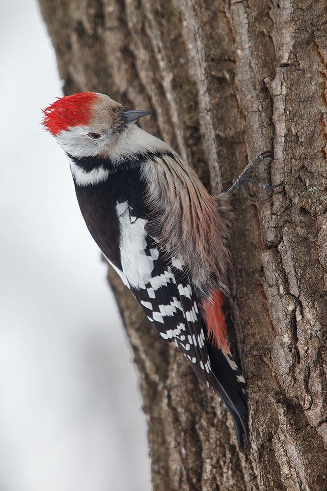 Средний пестрый дятел (Dendrocopos medius) в непогоду.
