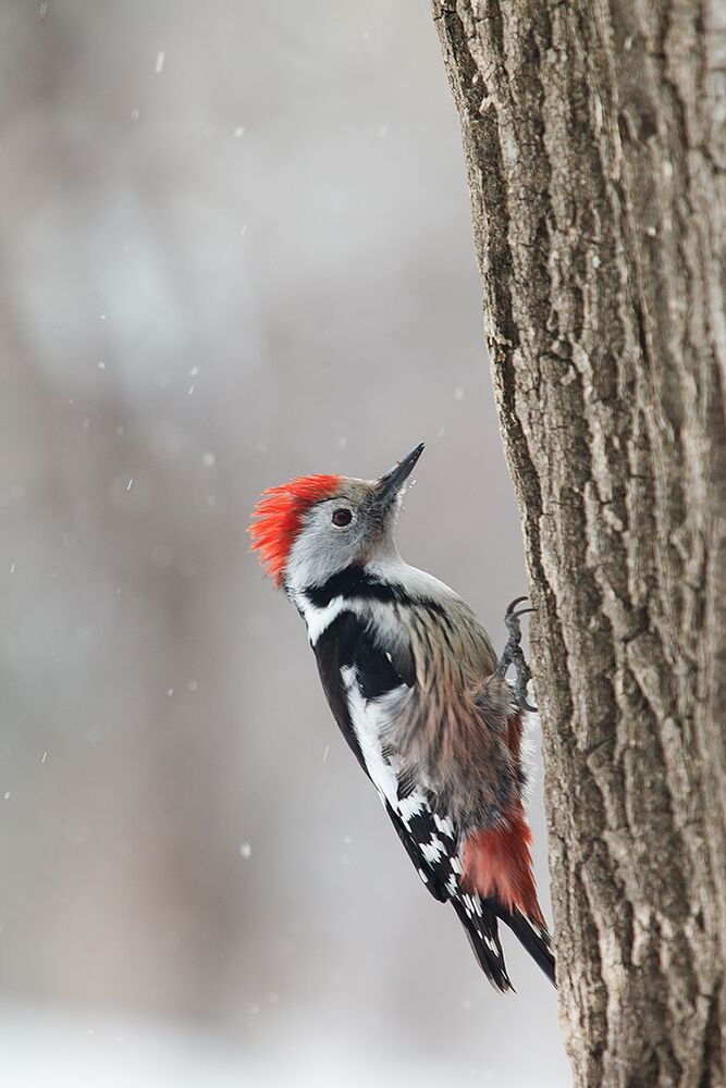 Средний пестрый дятел (Dendrocopos medius) в непогоду.