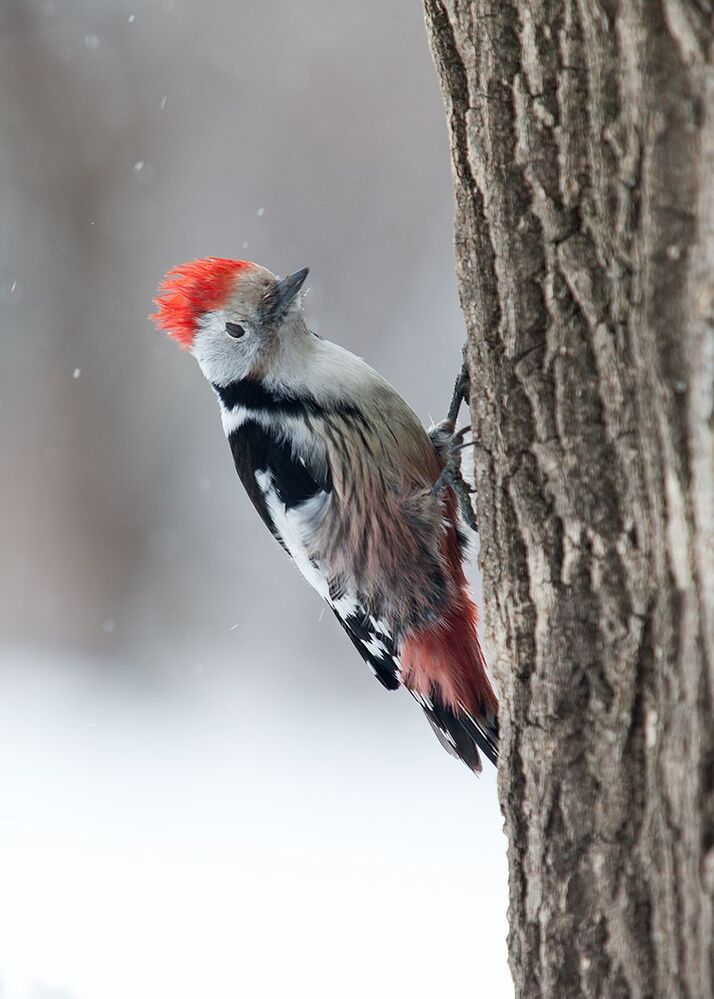 Средний пестрый дятел (Dendrocopos medius) в непогоду.