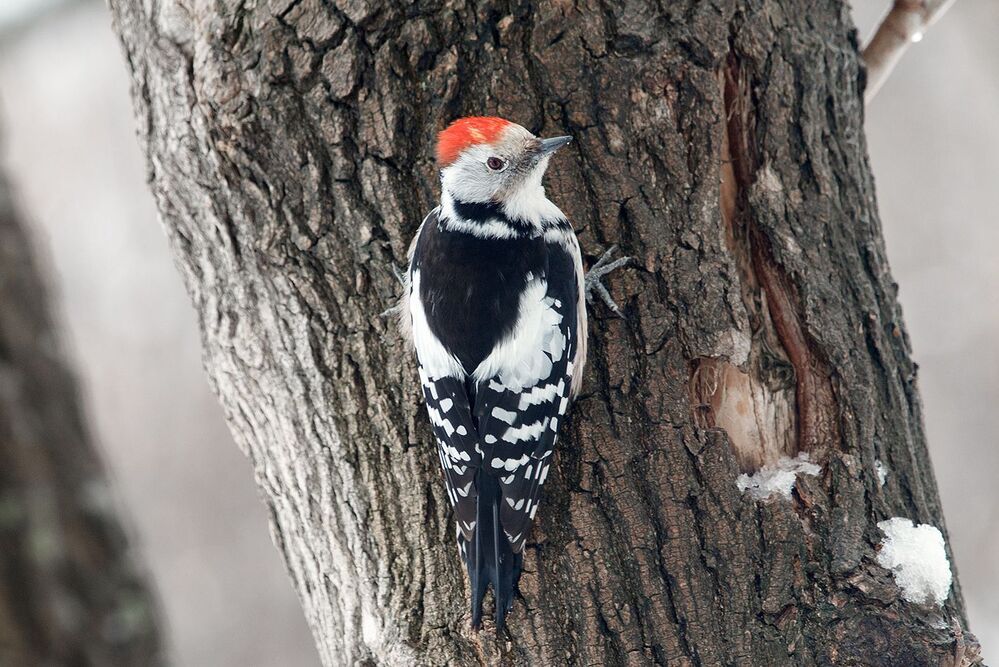 Средний пестрый дятел (Dendrocopos medius) в непогоду.