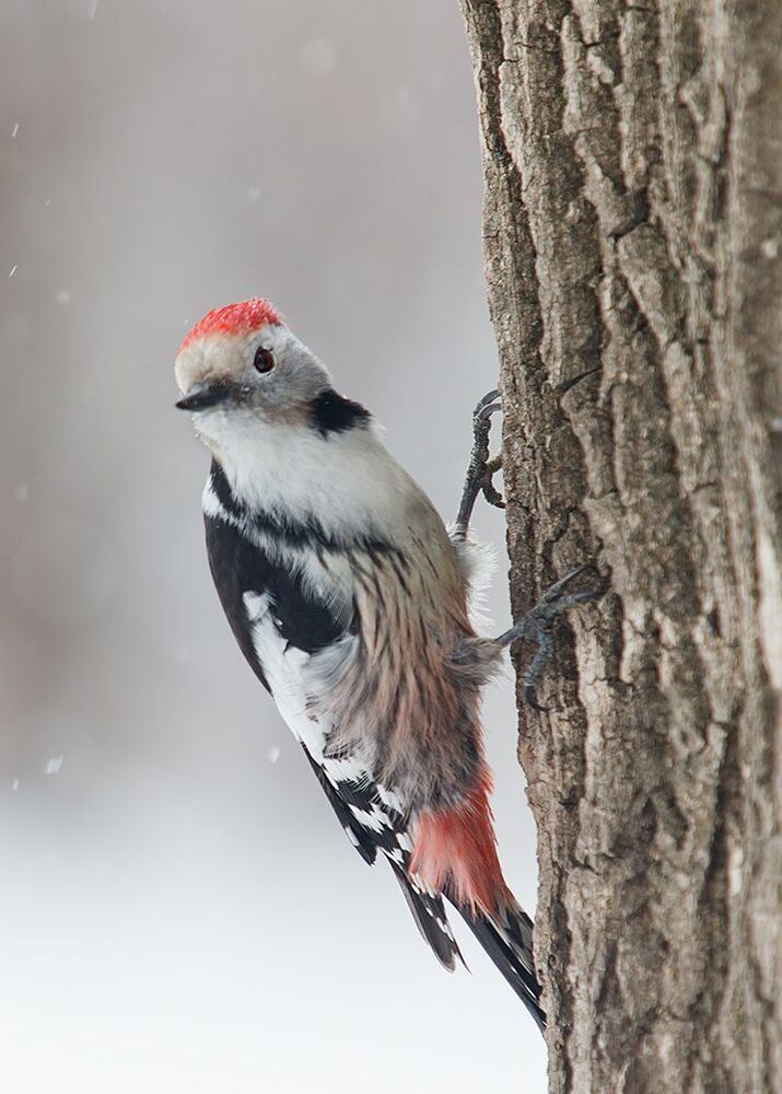 Средний пестрый дятел (Dendrocopos medius) в непогоду.
