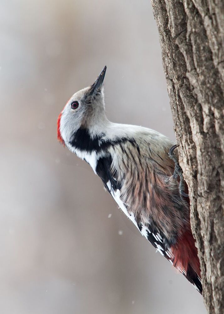 Средний пестрый дятел (Dendrocopos medius) в непогоду.