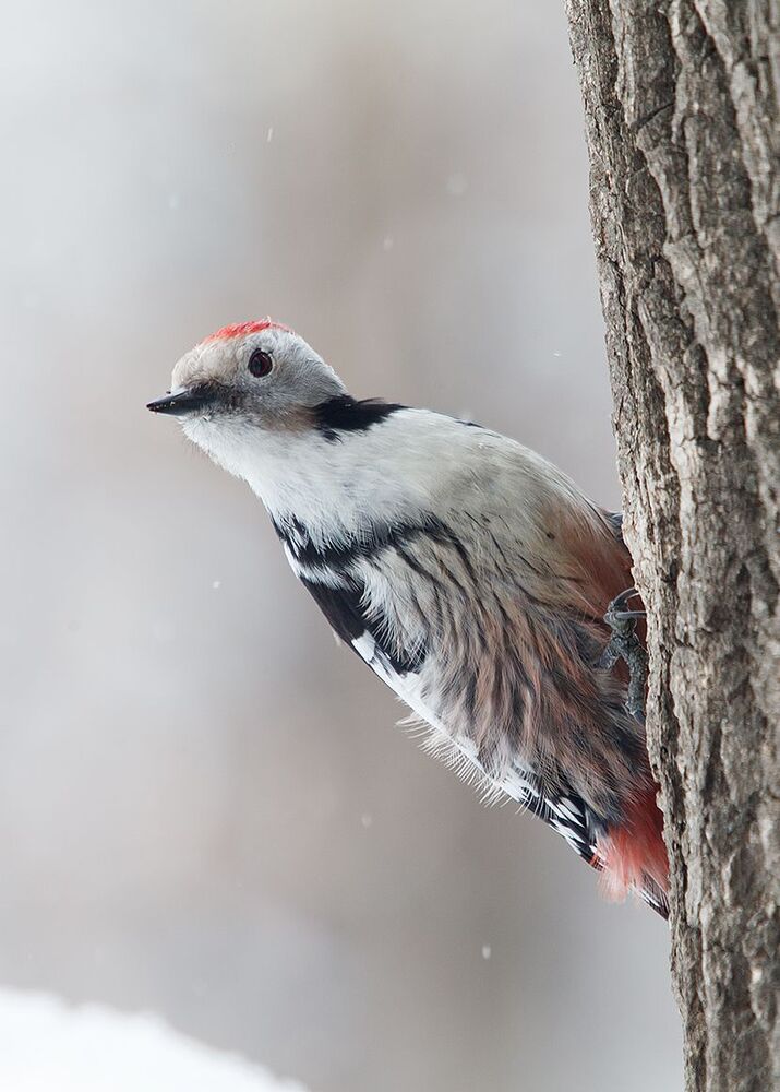 Средний пестрый дятел (Dendrocopos medius) в непогоду.