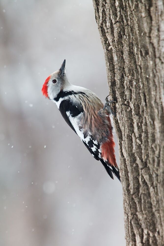 Средний пестрый дятел (Dendrocopos medius) в непогоду.