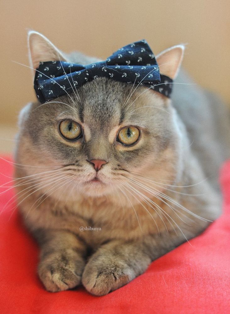 Shibusya Neko's life