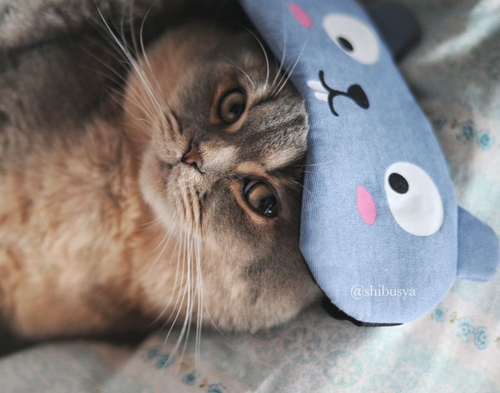 Shibusya Neko's life