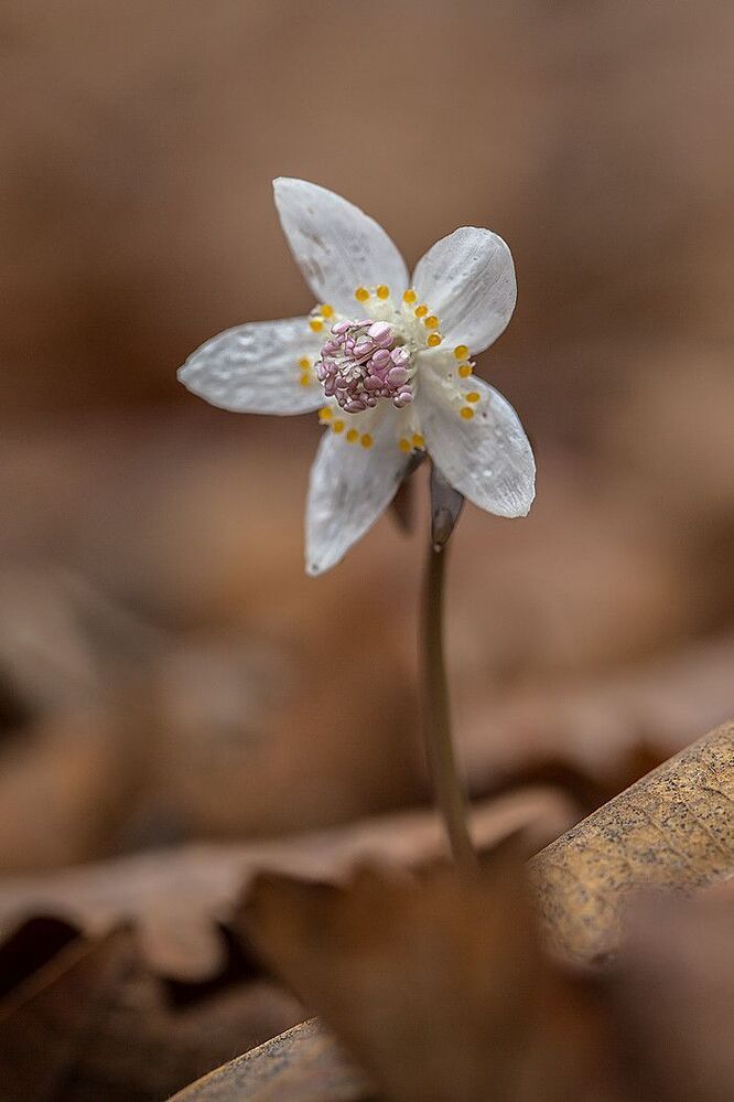 Весенники