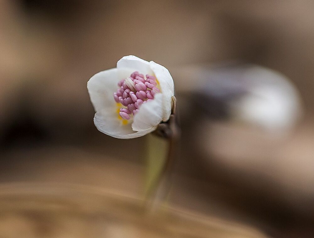 Весенники