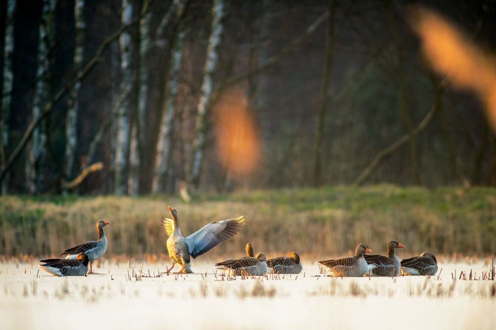 Greylags on ice