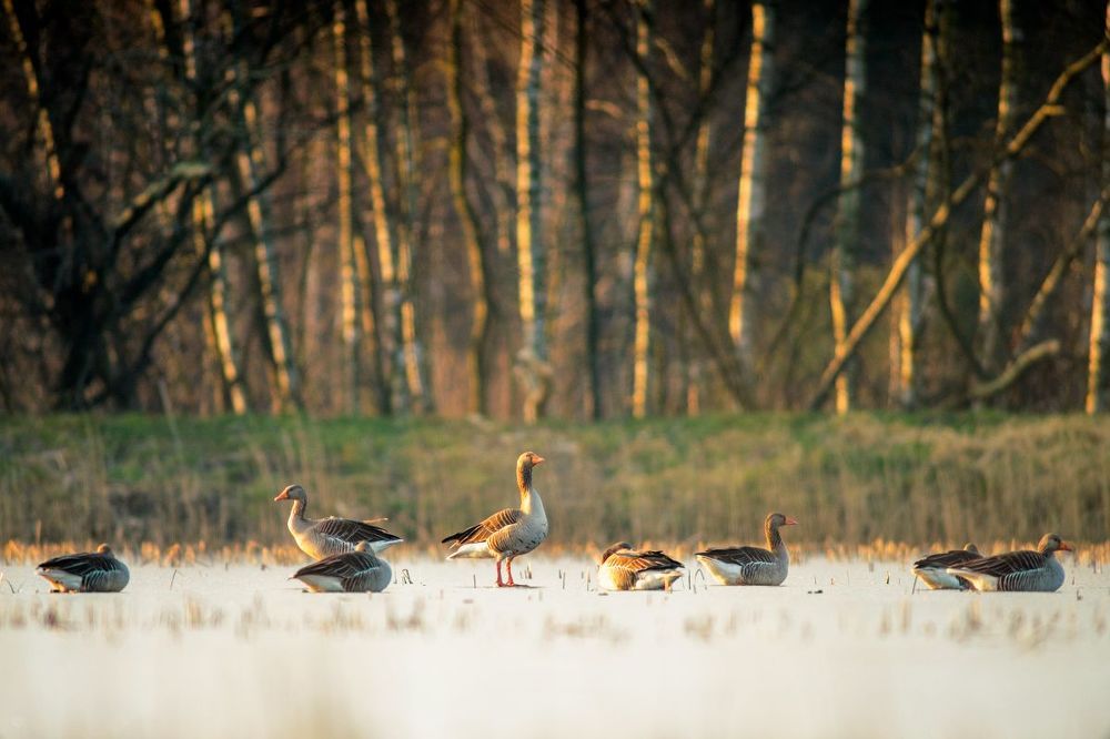 Greylags on ice