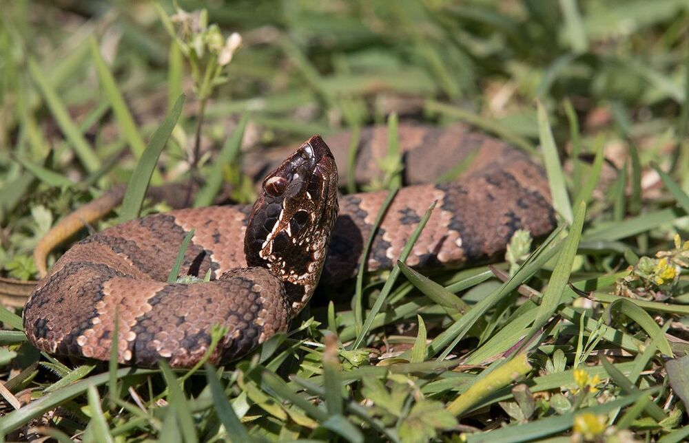 Cottonmouth - Водяной щитомордник