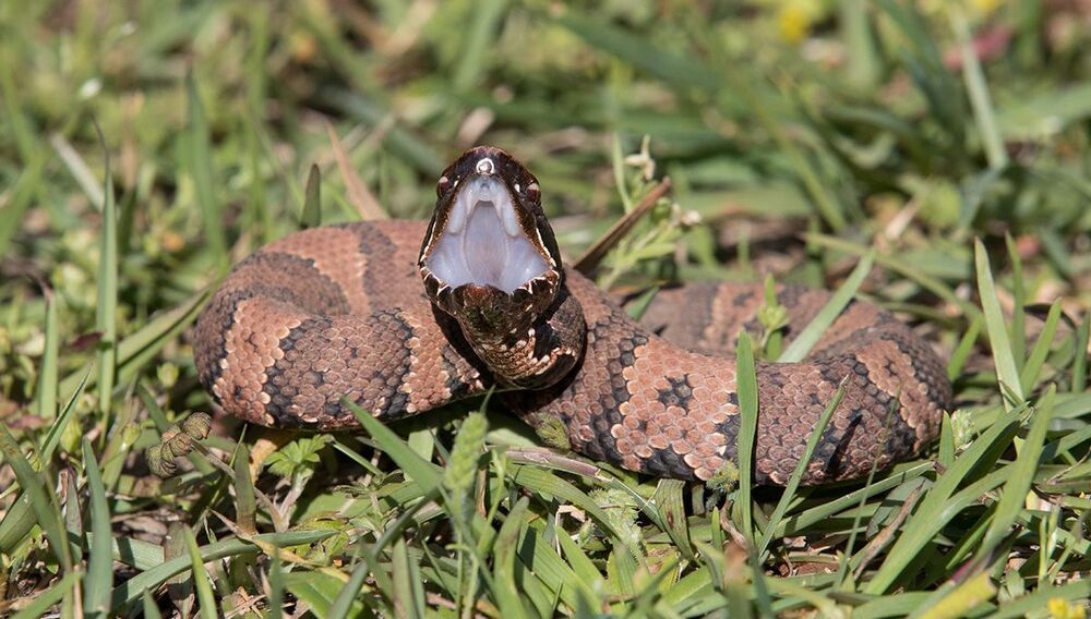 Cottonmouth - Водяной щитомордник