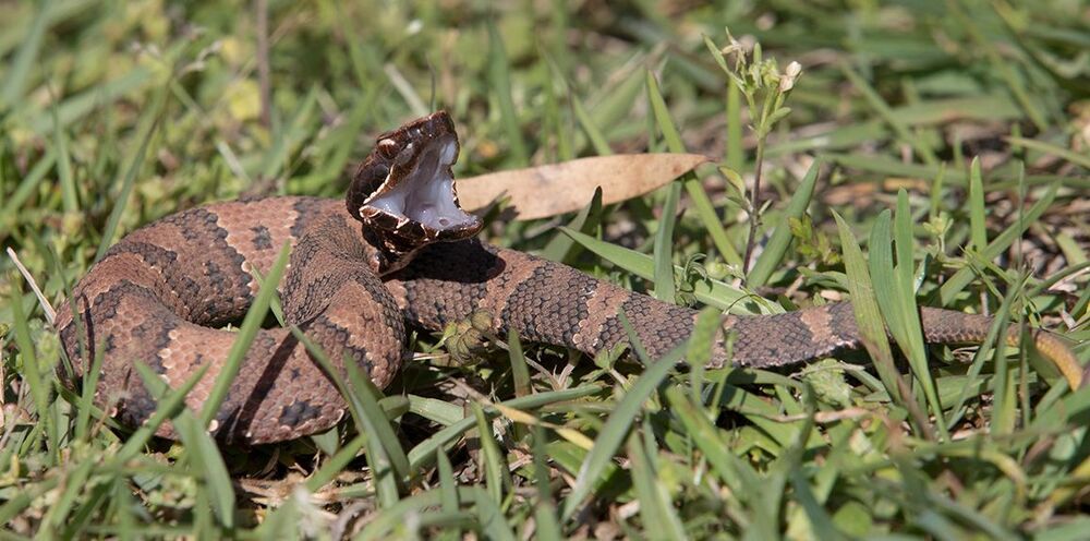 Cottonmouth - Водяной щитомордник