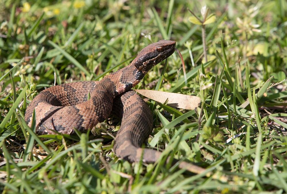 Cottonmouth - Водяной щитомордник