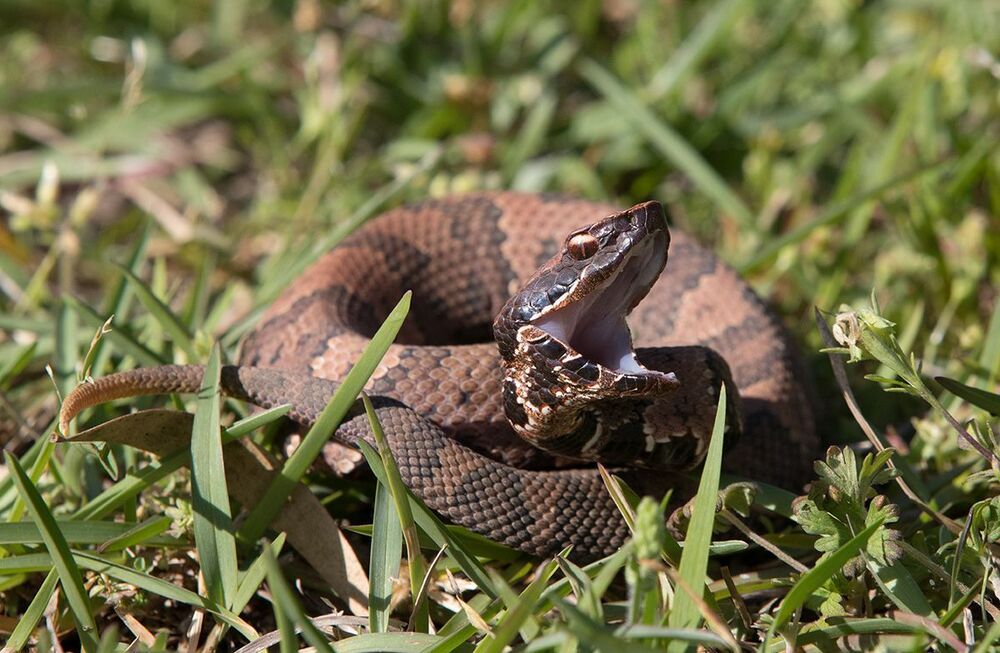 Cottonmouth - Водяной щитомордник