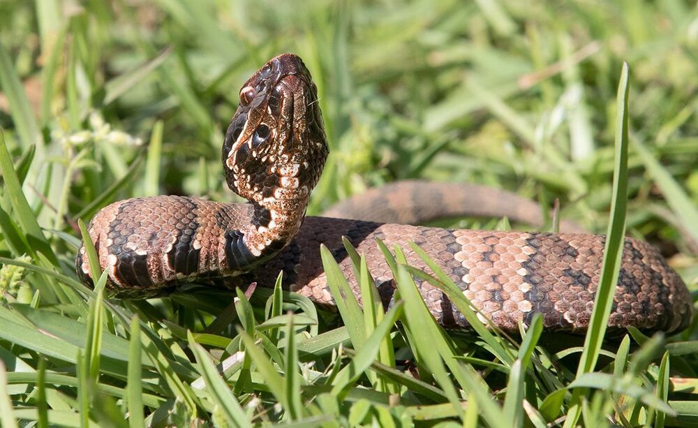 Cottonmouth - Водяной щитомордник