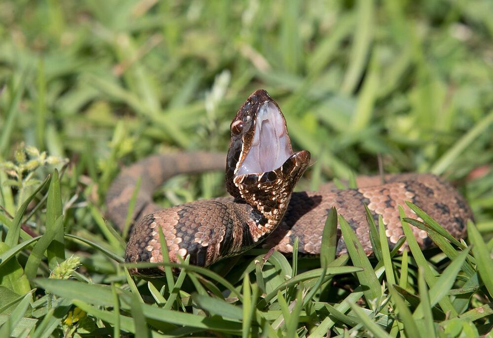 Cottonmouth - Водяной щитомордник