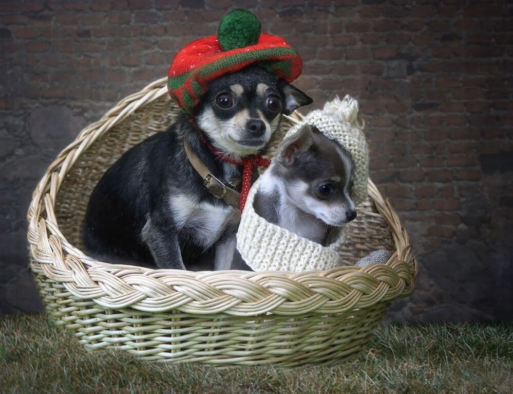 Чихухуа Маргоша и ее сыночек