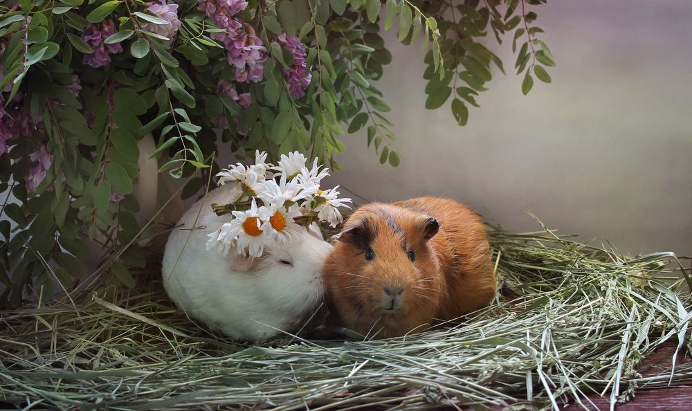 Photo 1263171