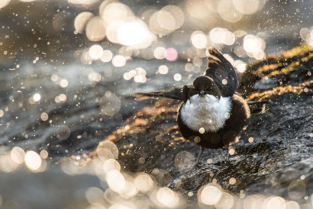 Malmedal Photography